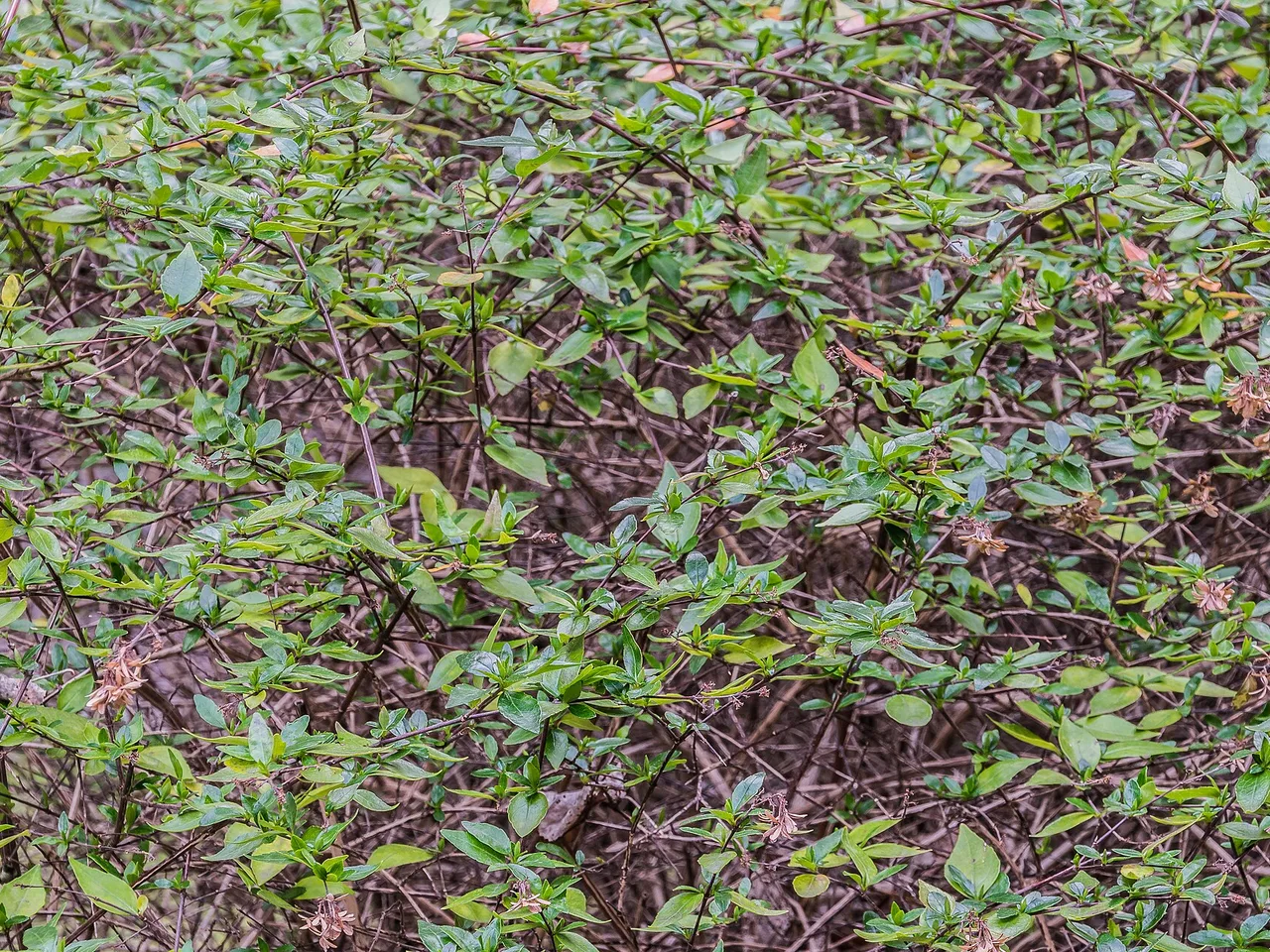 Abelia (Abelia x grandiflora)