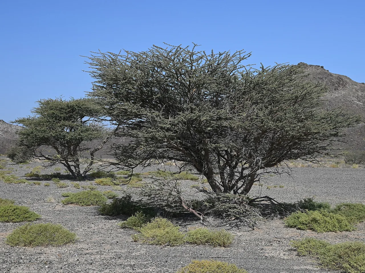 Umbrella Thorn Acacia (Vachellia tortilis)