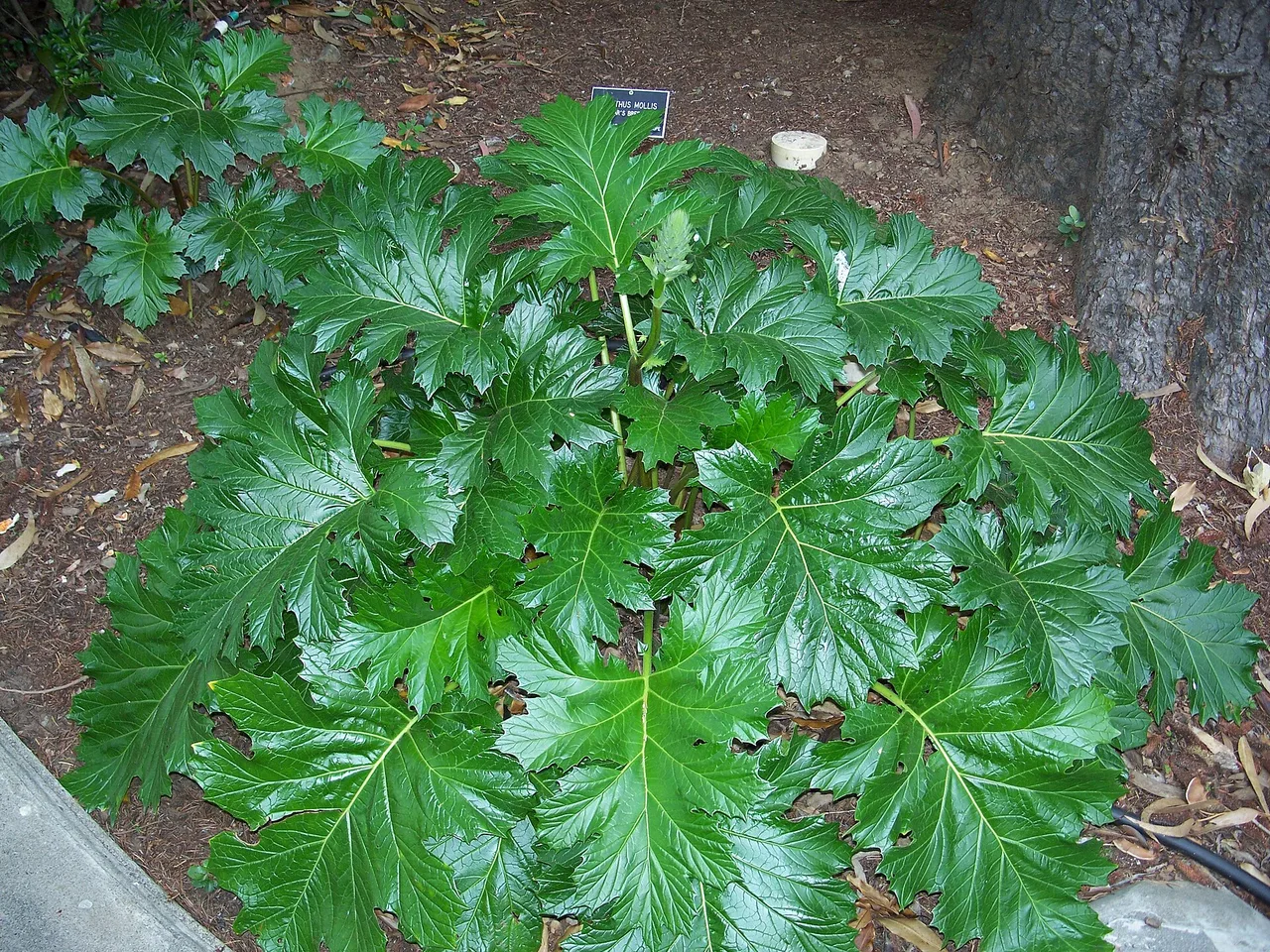 Bear Breeches (Acanthus mollis)