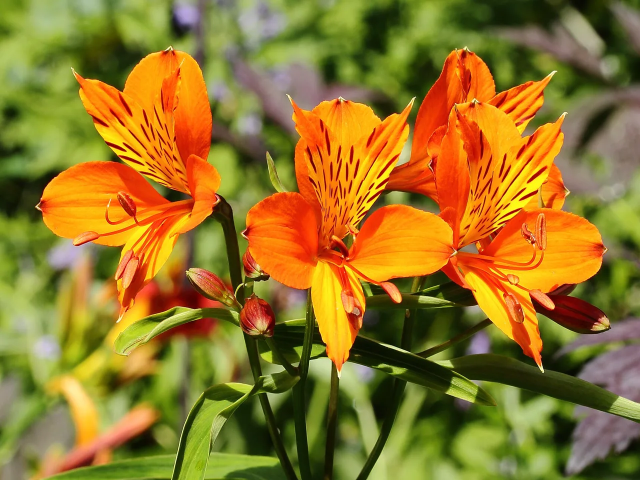 Peruvian Lily (Alstroemeria aurea)