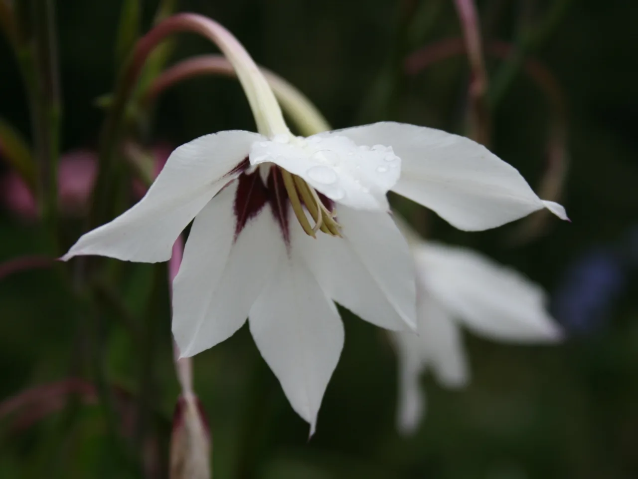 Abyssinian Gladiolus (Gladiolus murielae)