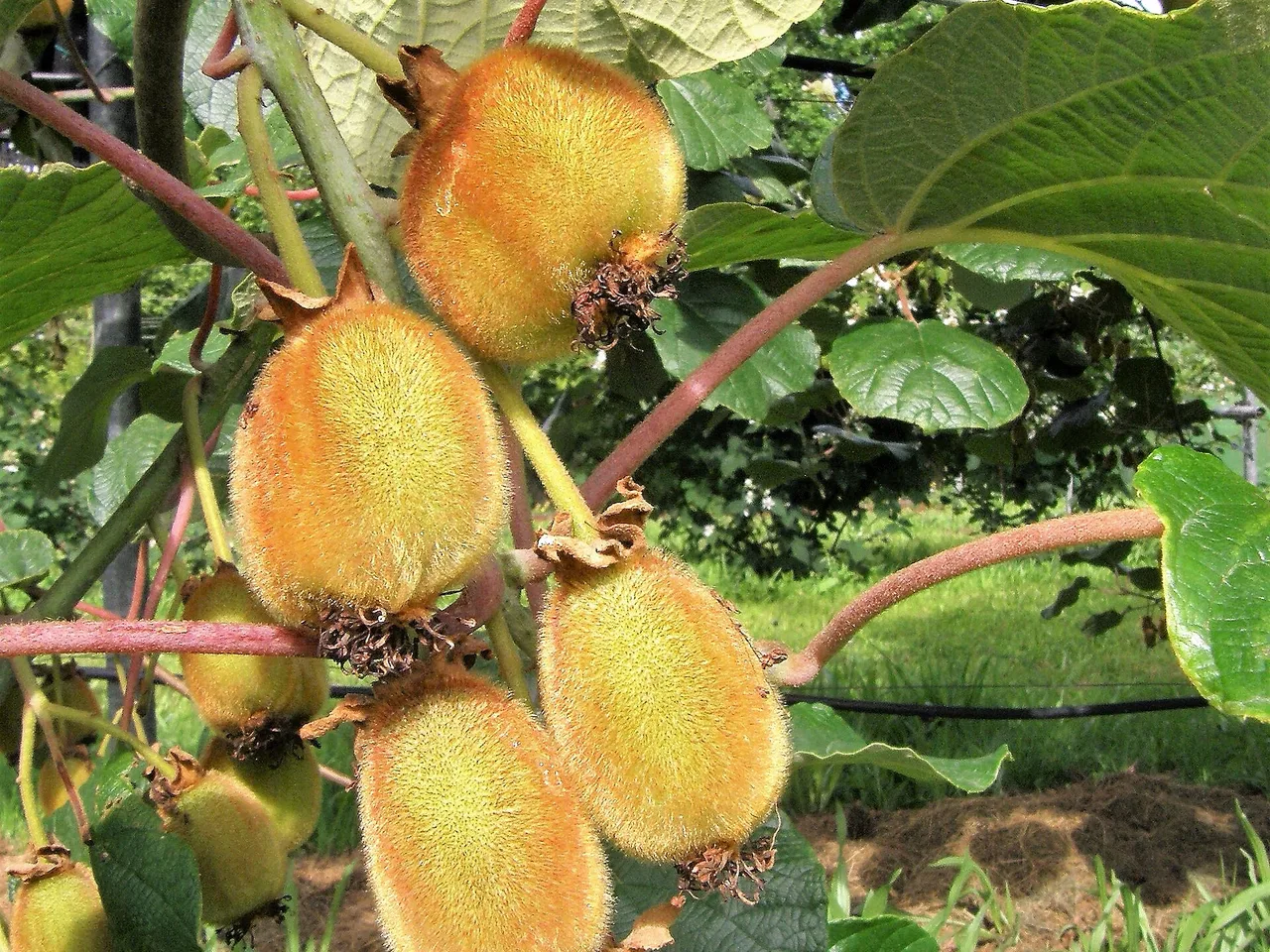 Kiwi Fruit (Actinidia deliciosa)