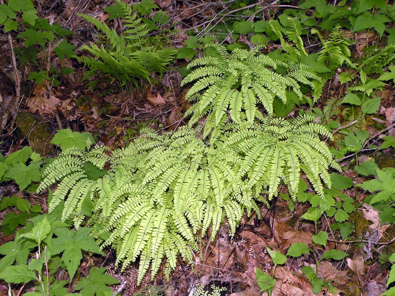 Maidenhair Fern (Adiantum pedatum)