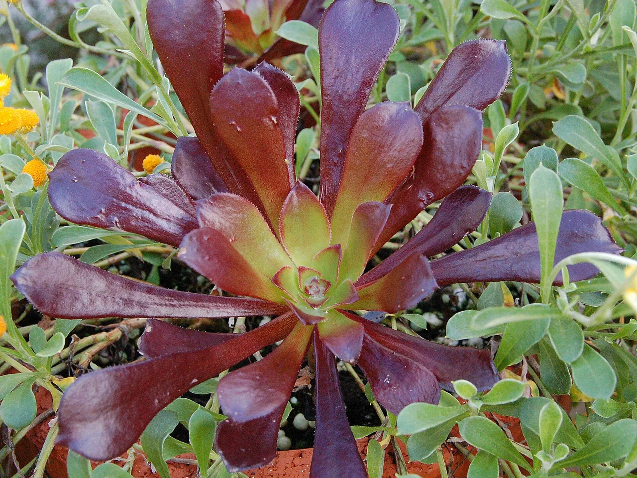 Tree Aeonium (Aeonium arboreum)