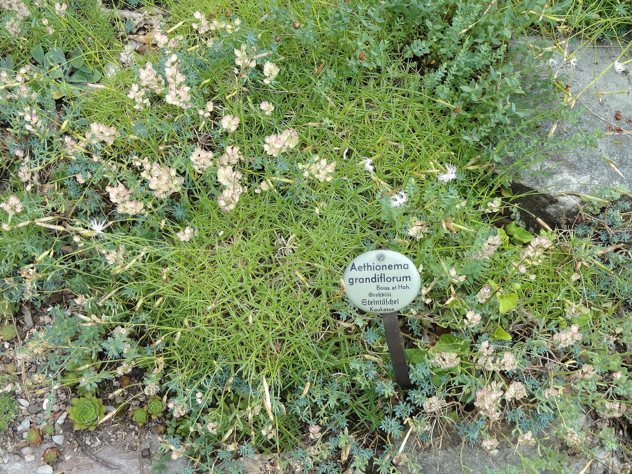 Persian Stone Cress (Aethionema grandiflorum)