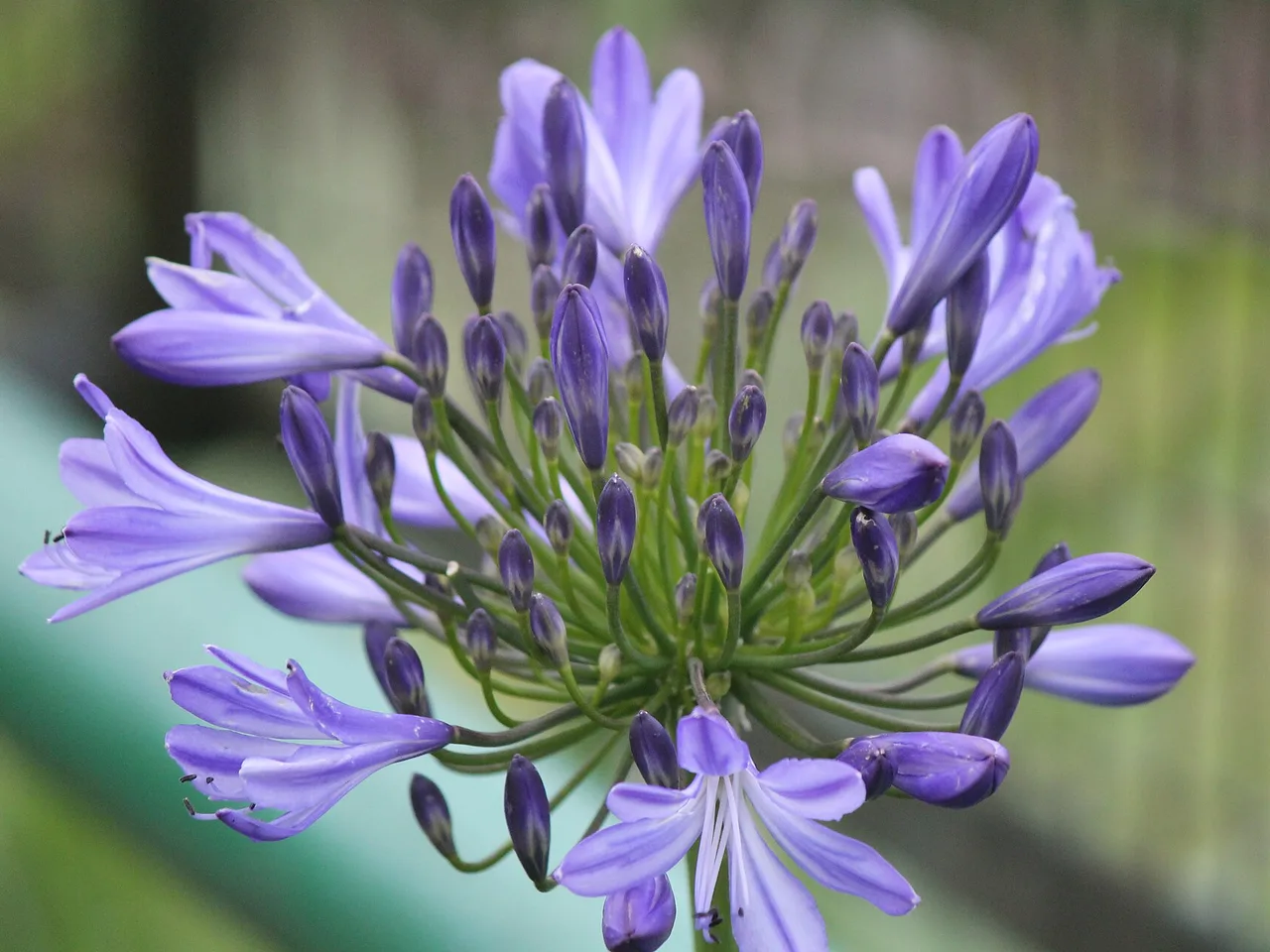 African Lily (Agapanthus africanus)