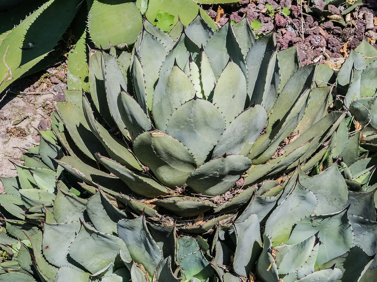 Parrys Agave (Agave parryi)