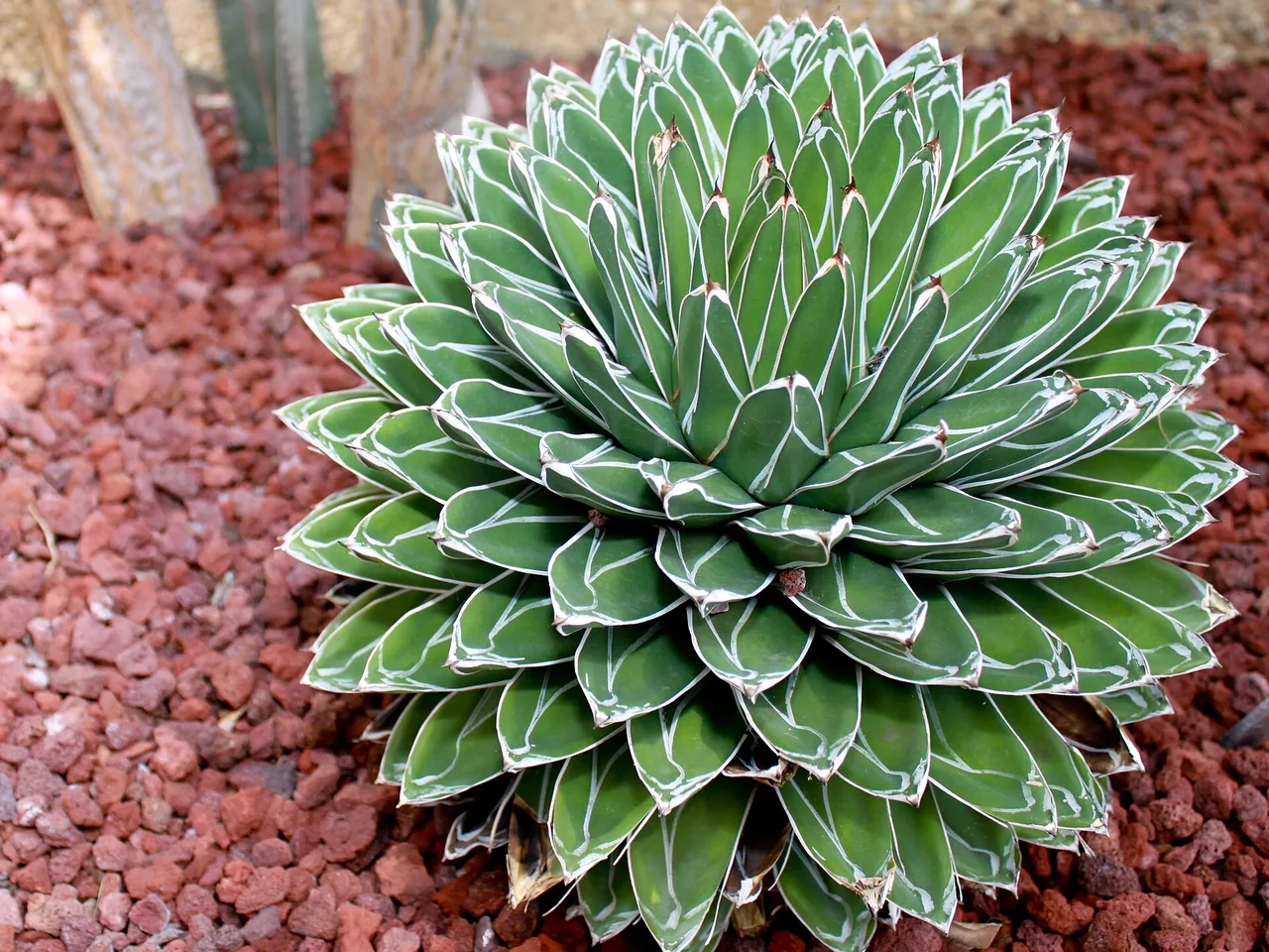 Queen Victoria Agave (Agave victoriae-reginae)