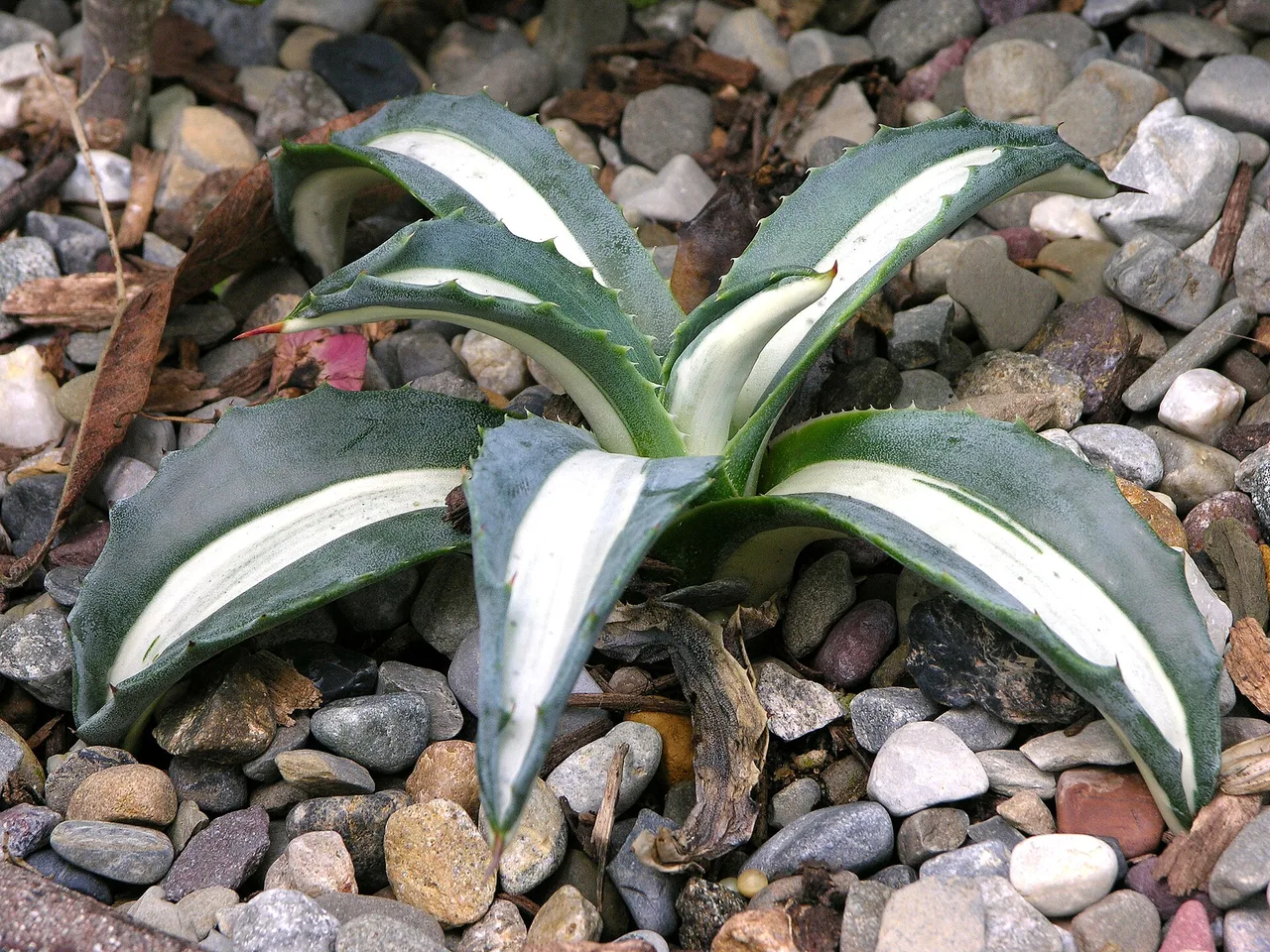Agave (Agave americana)