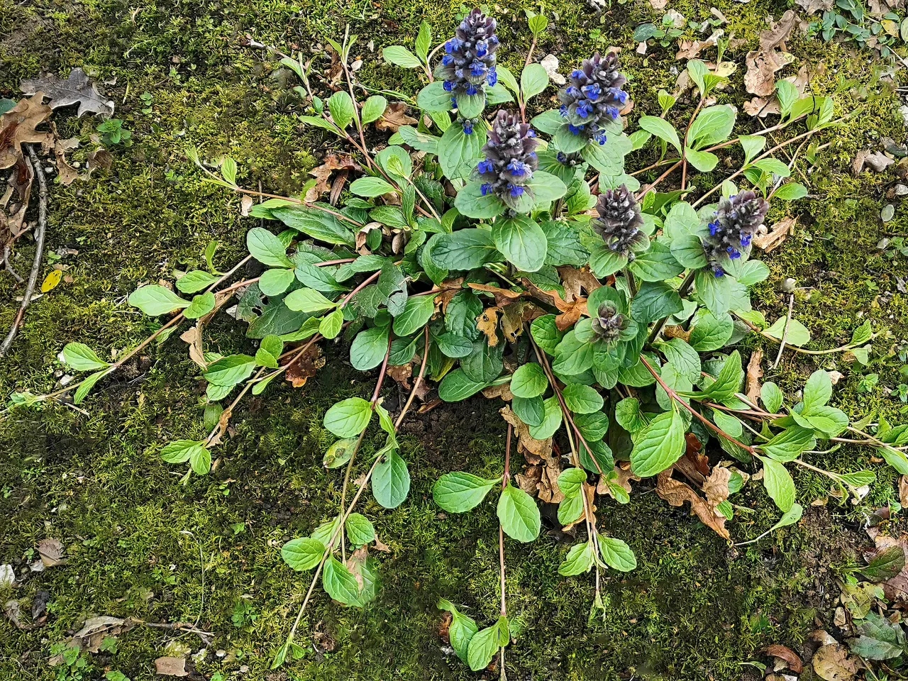Bugleweed (Ajuga reptans)