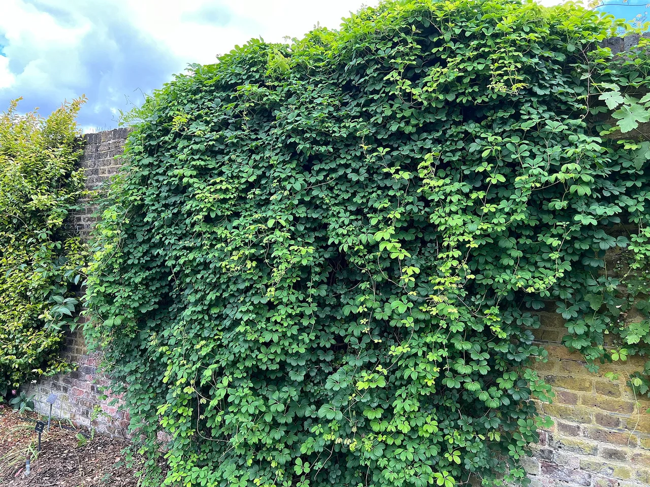 Chocolate Vine (Akebia quinata)