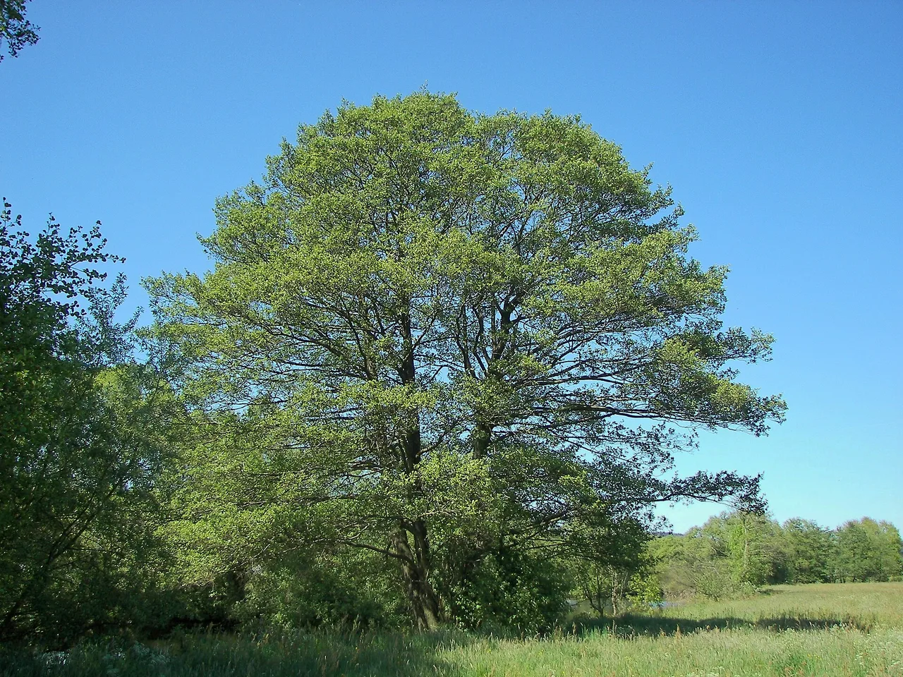 Common Alder (Alnus glutinosa)