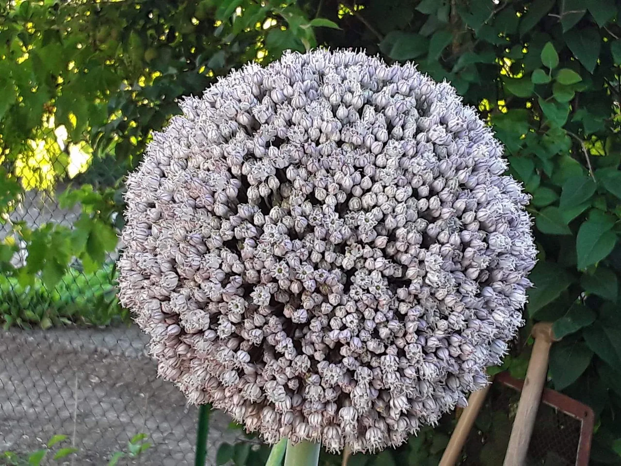 Onion (Allium cepa)