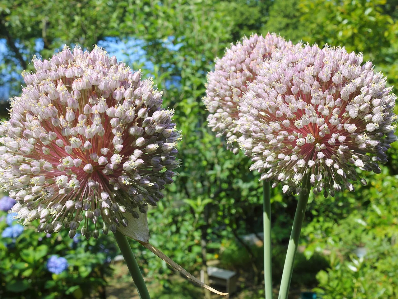 Leek (Allium ampeloprasum)