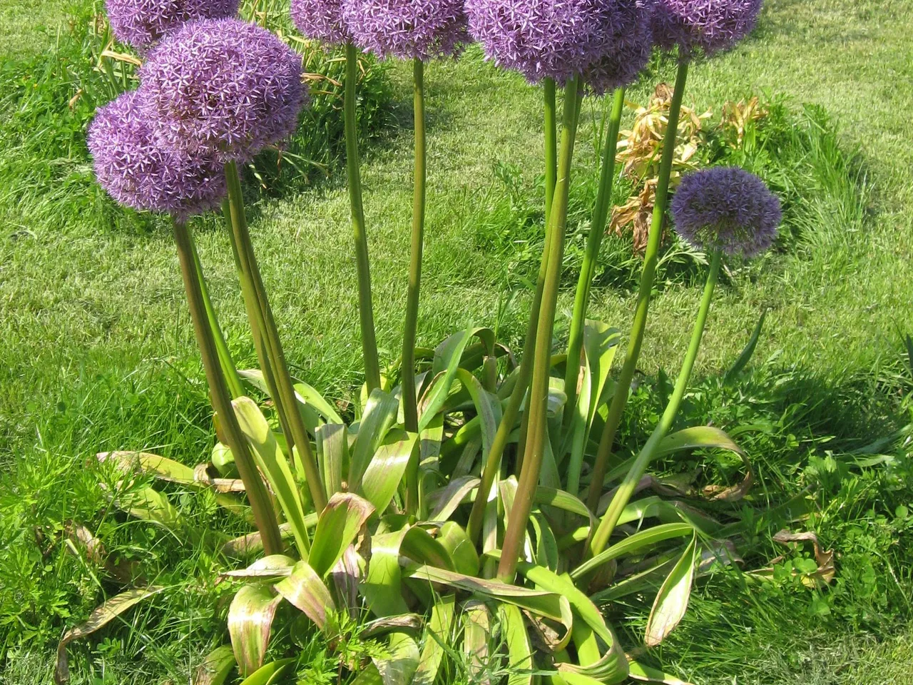 Ornamental Allium (Allium hollandicum)