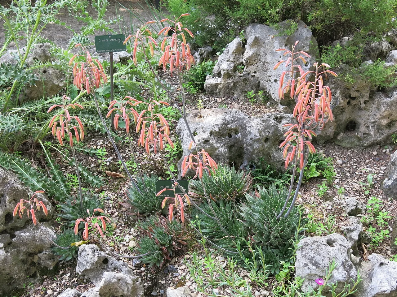 Lace Aloe (Aristaloe aristata)