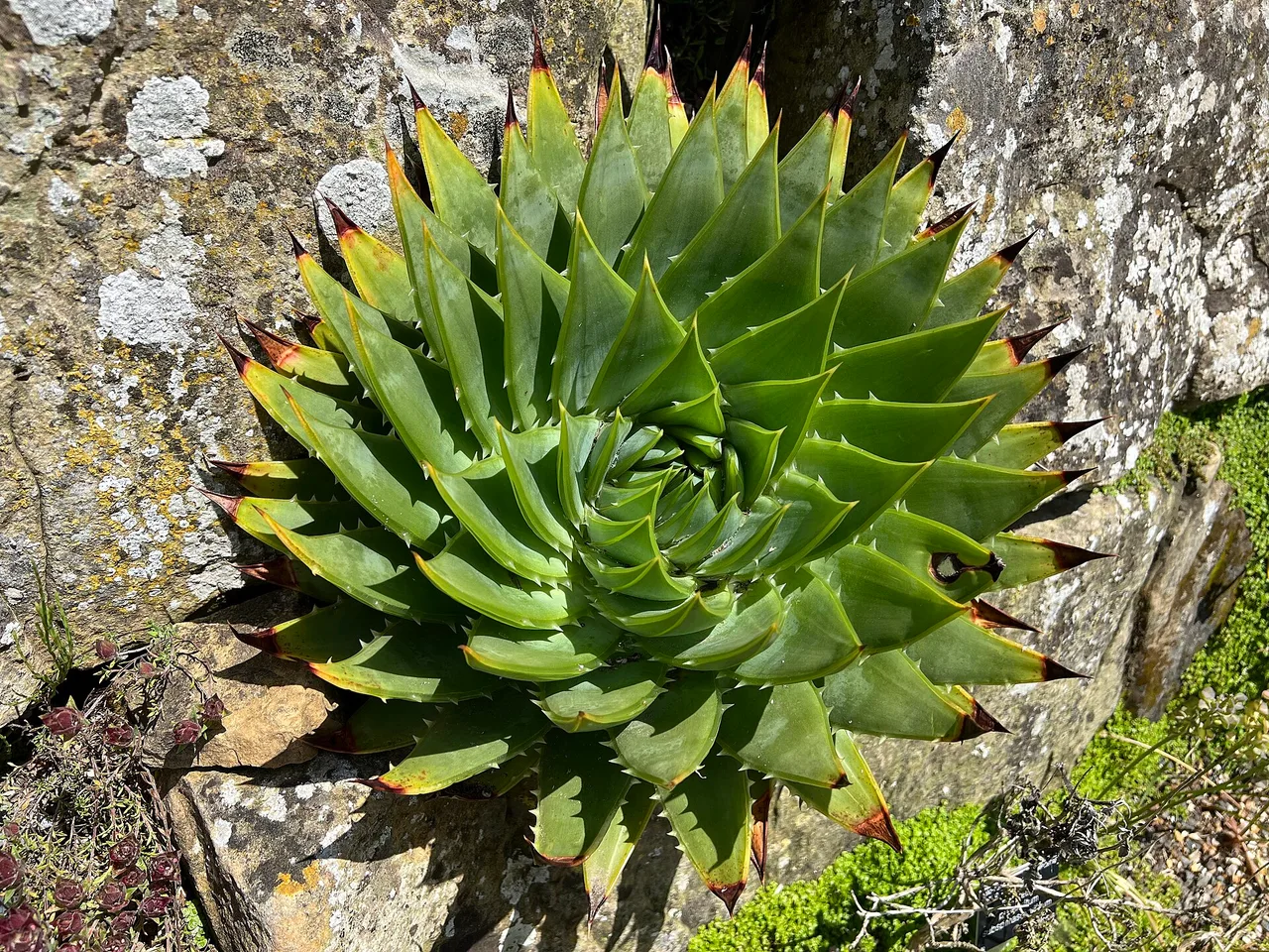 Spiral Aloe (Aloe polyphylla)