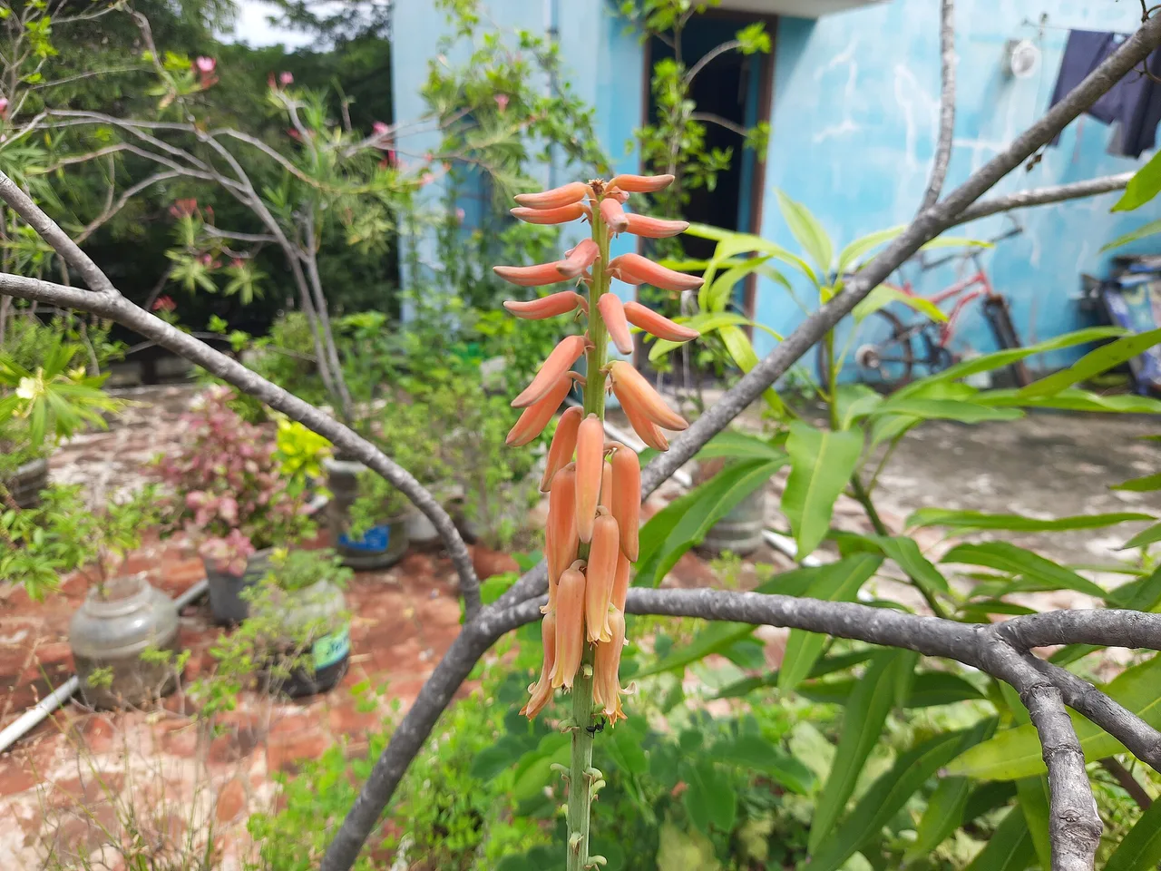 Aloe Vera (Aloe vera)