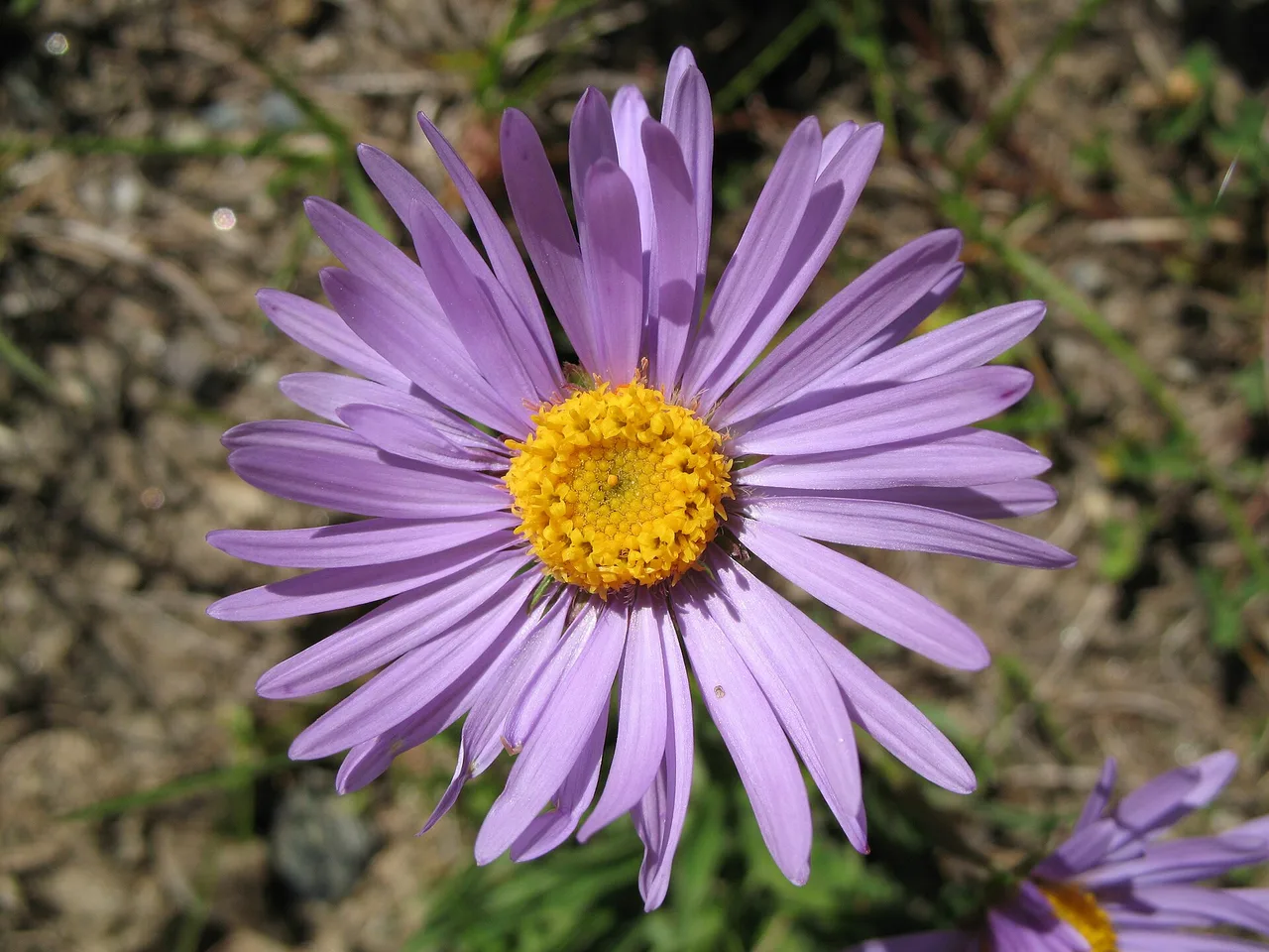 Alpine Aster (Aster alpinus)