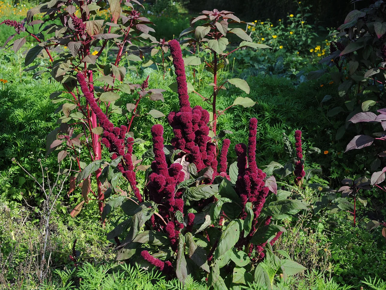 Love-lies-bleeding (Amaranthus caudatus)