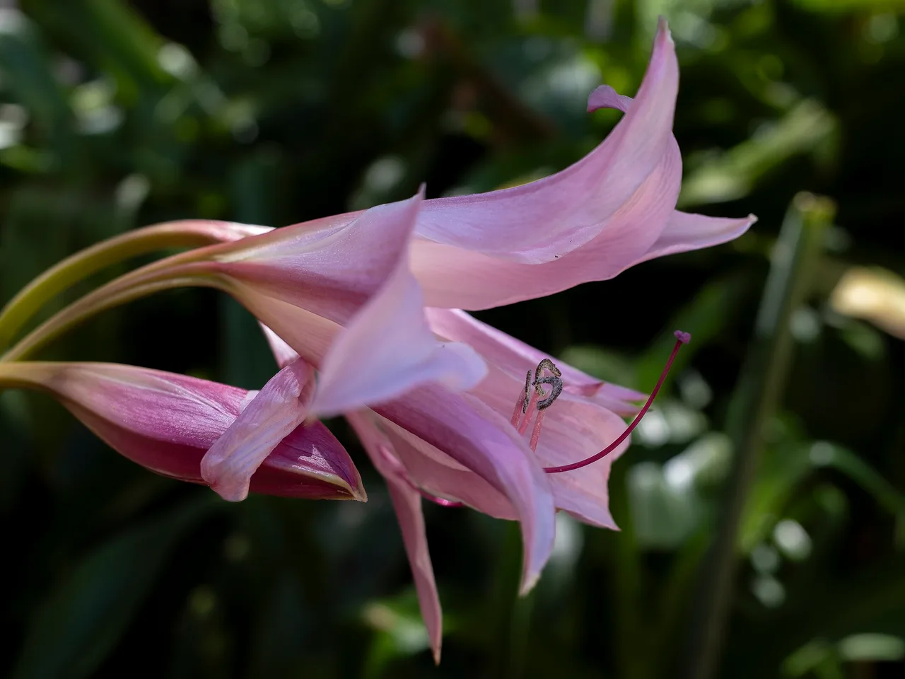 Belladonna Lily (Amaryllis belladonna)