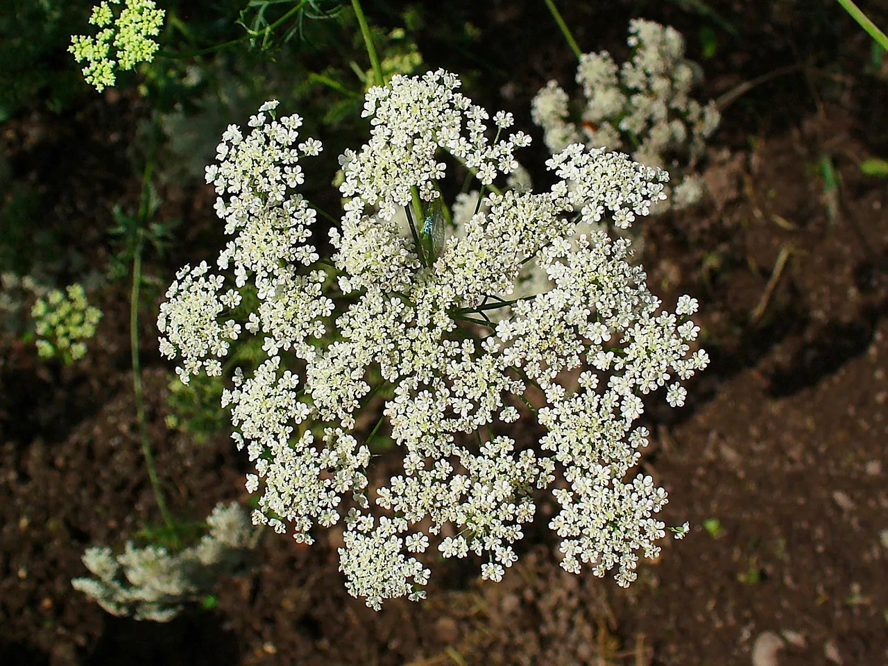 Bishop Flower (Ammi majus)