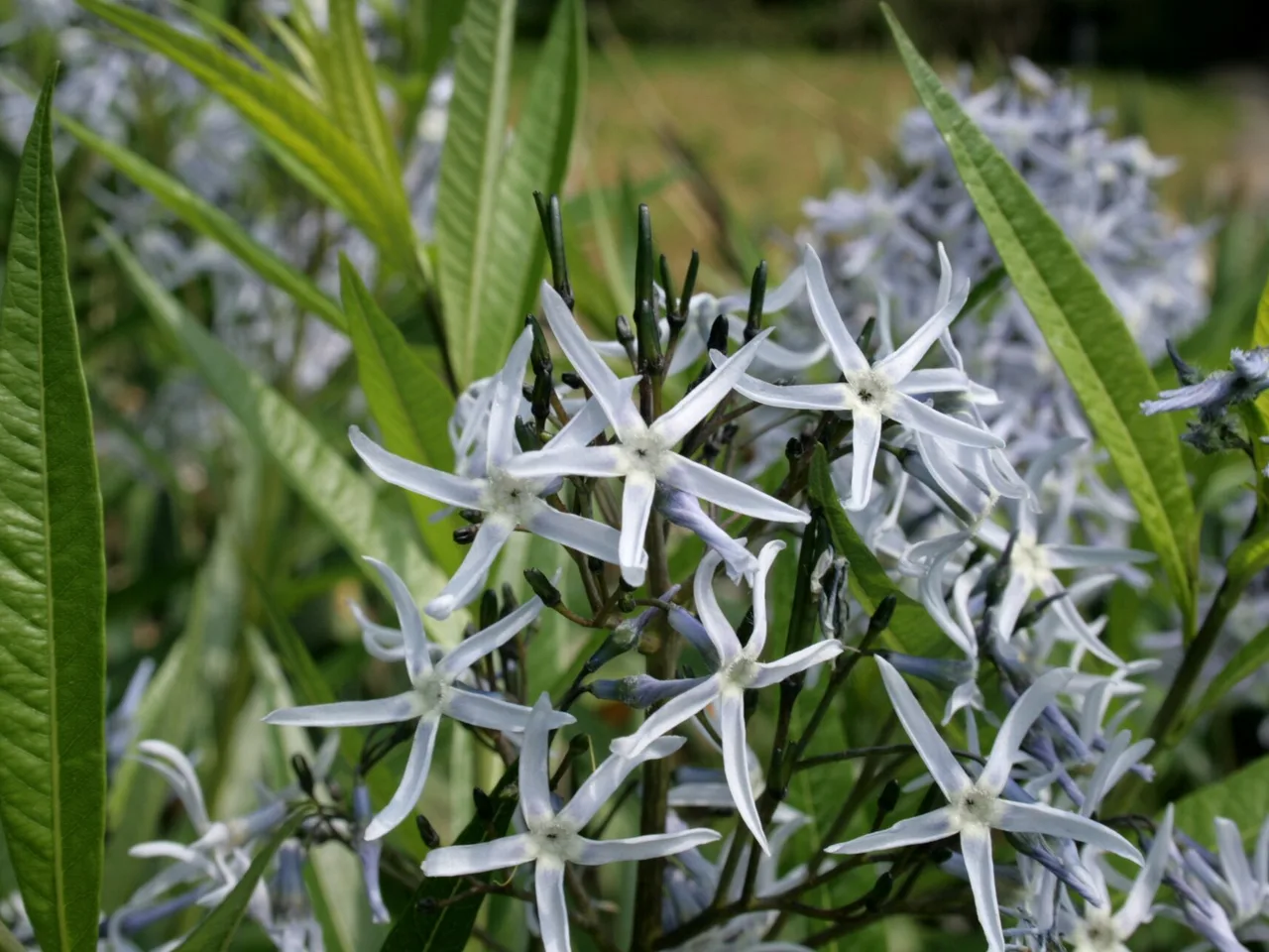 Blue Star (Amsonia tabernaemontana)