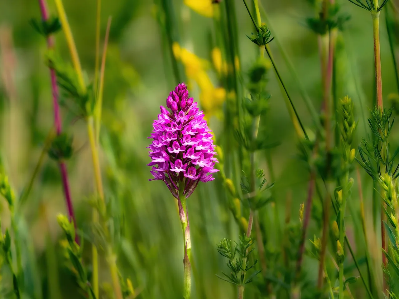 Pyramidal Orchid (Anacamptis pyramidalis)