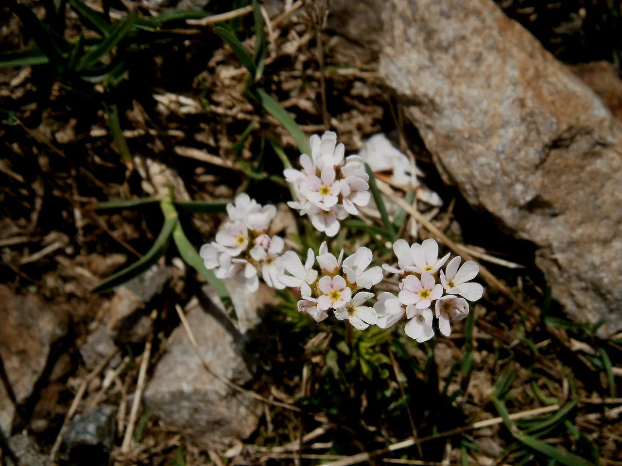 Rock Jasmine (Androsace carnea)
