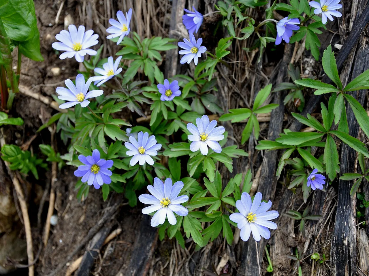 Grecian Windflower (Anemone blanda)