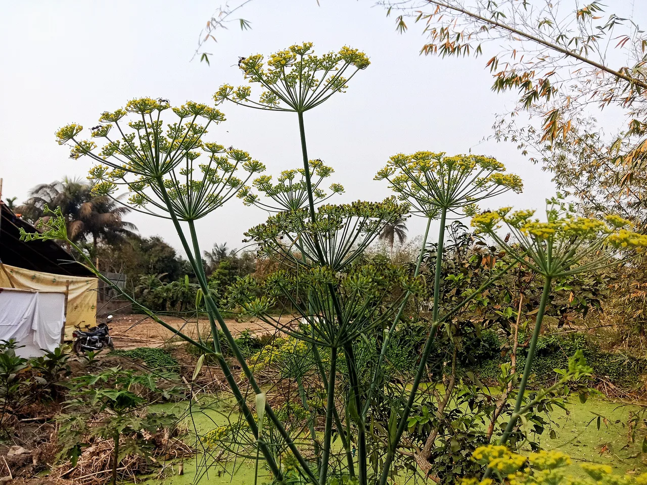 Dill (Anethum graveolens)