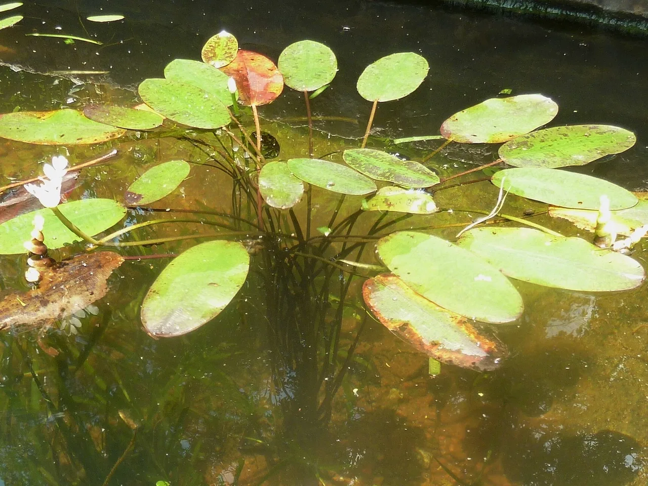 Water Hawthorn (Aponogeton distachyos)