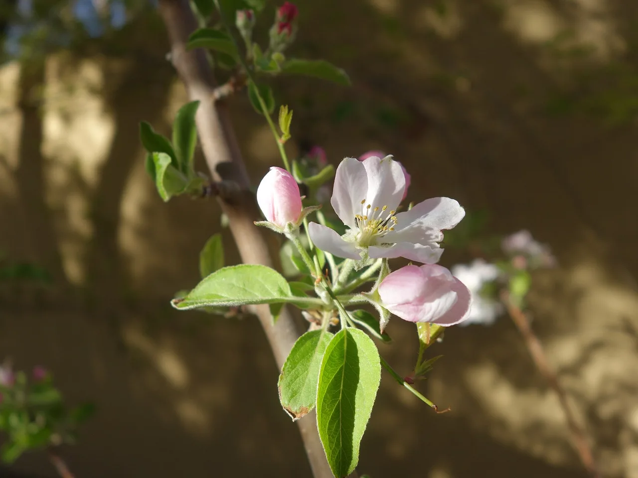Apple (Malus domestica)