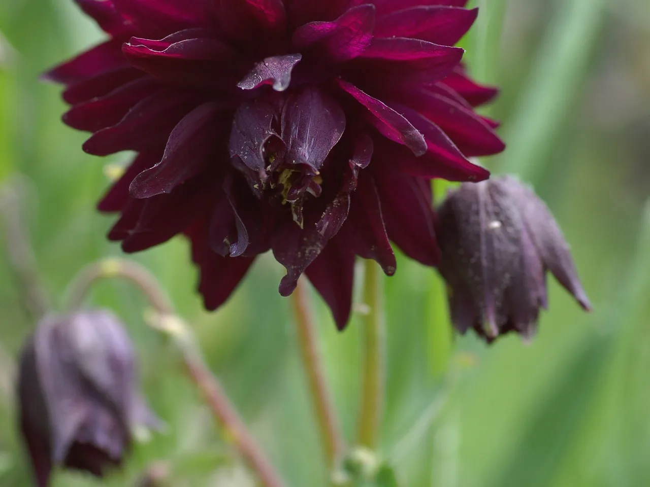Columbine (Aquilegia vulgaris)