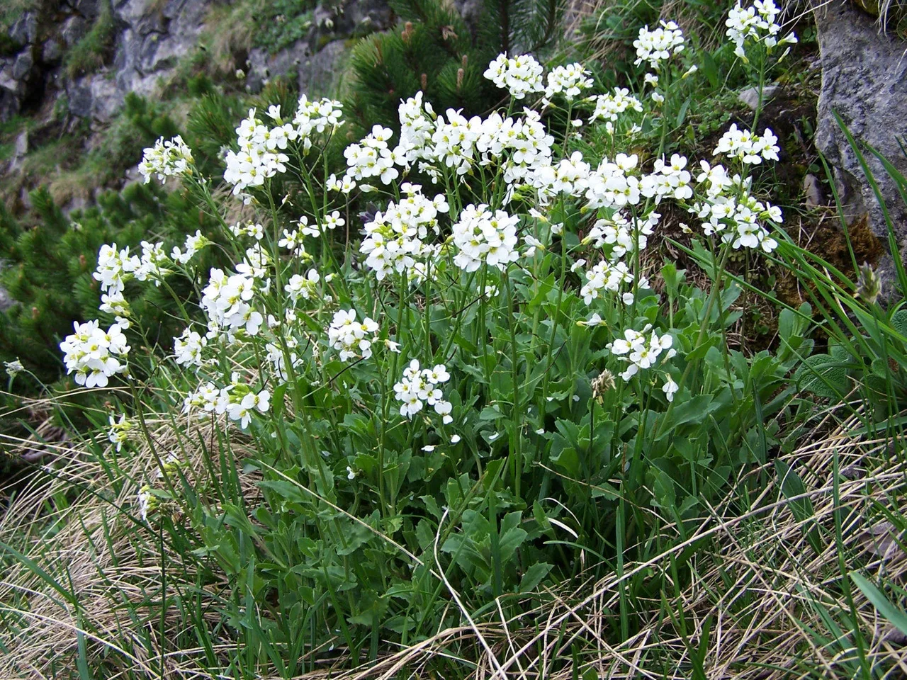 Rock Cress (Arabis alpina)