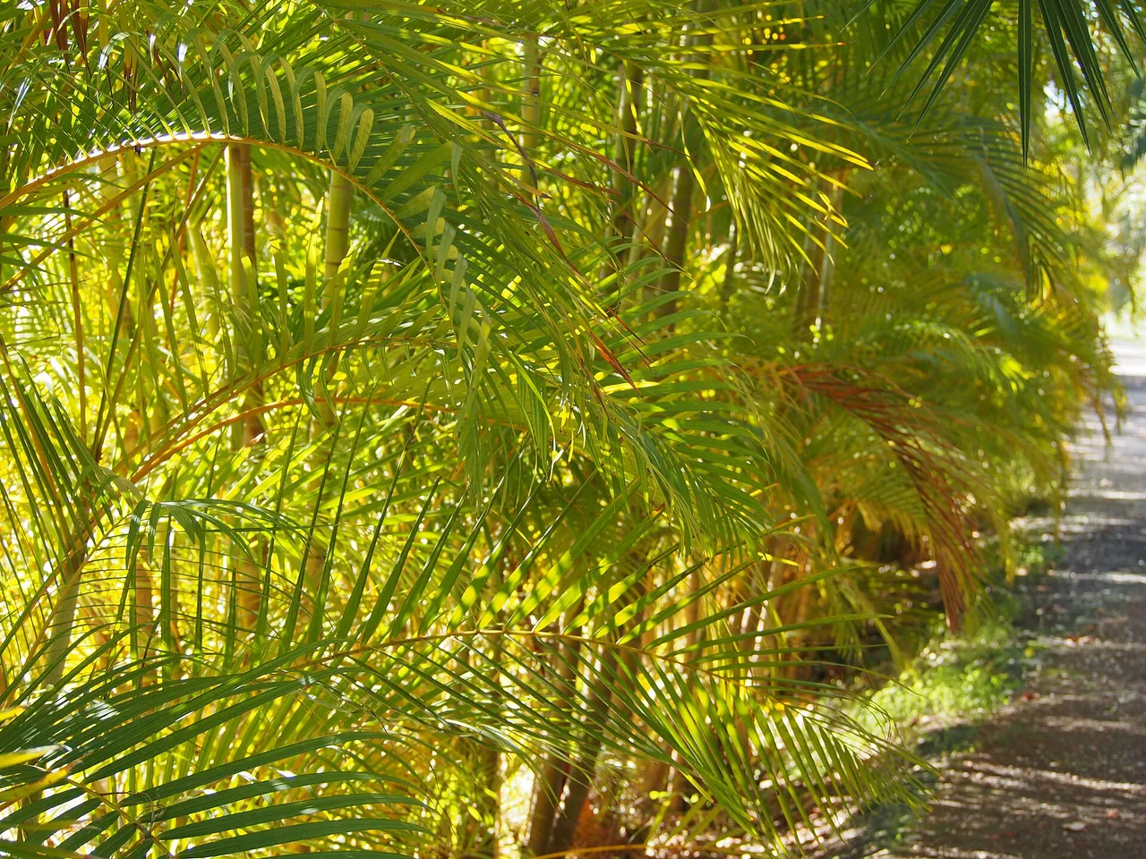 Areca Palm (Dypsis lutescens)