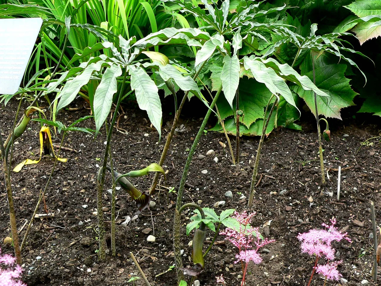 Cobra Lily (Arisaema consanguineum)