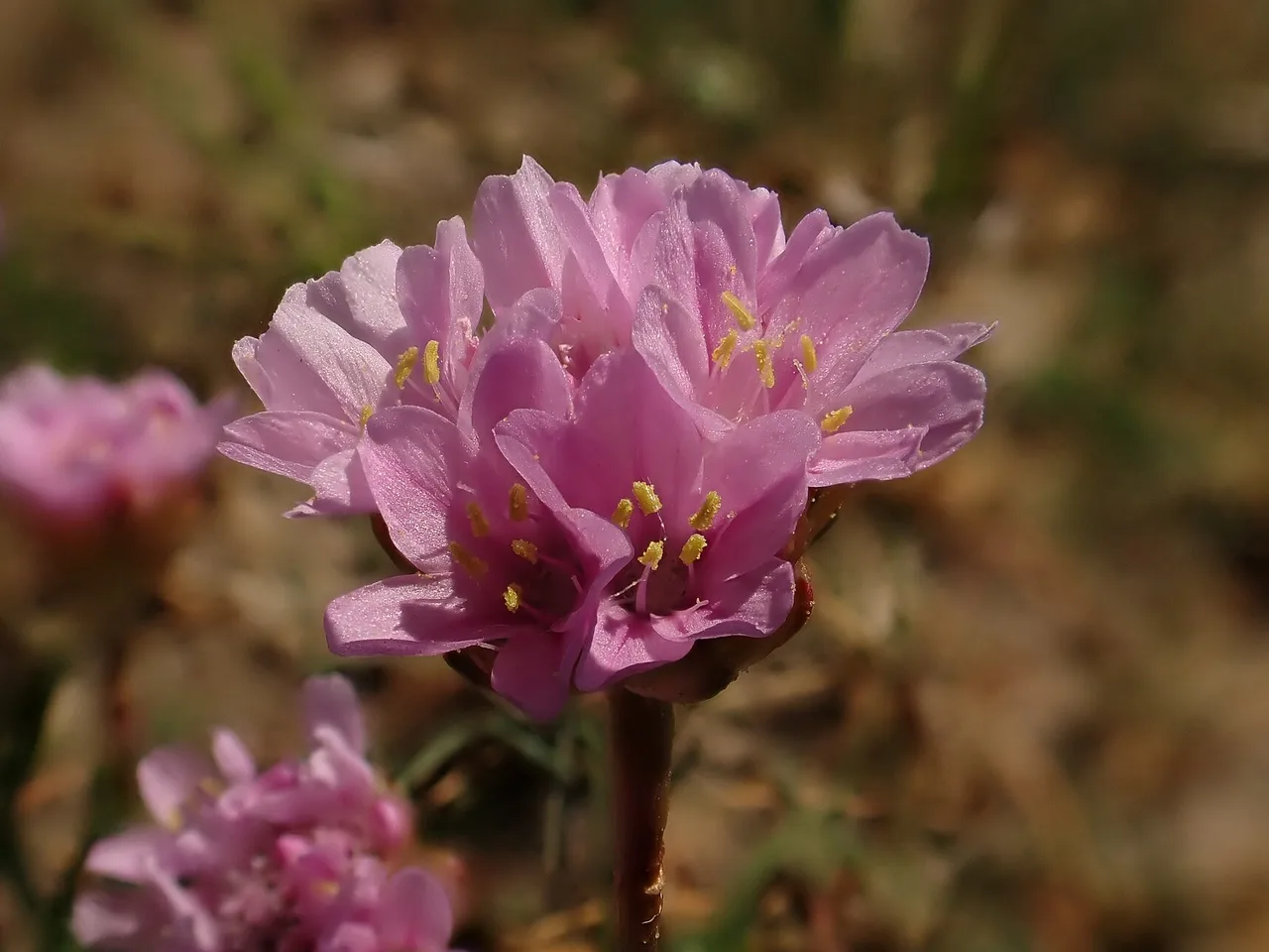 Sea Thrift (Armeria maritima)
