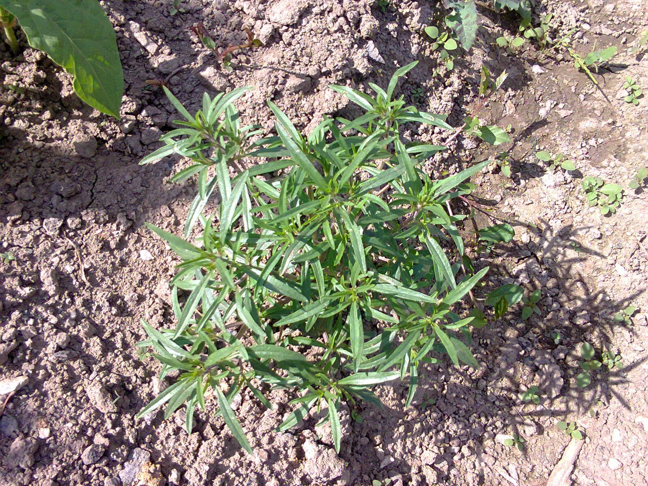 French Tarragon (Artemisia dracunculus)