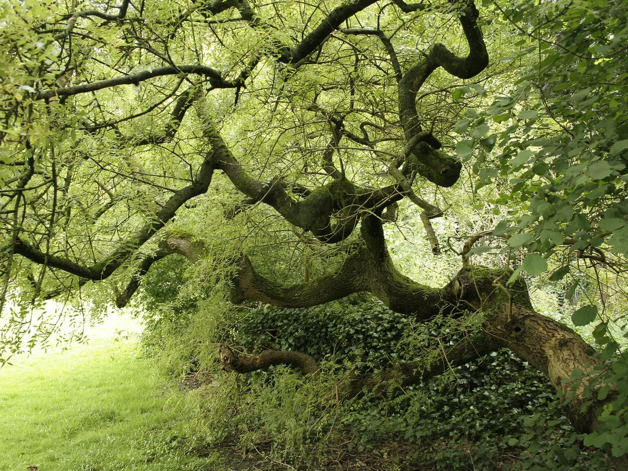 Common Ash (Fraxinus excelsior)