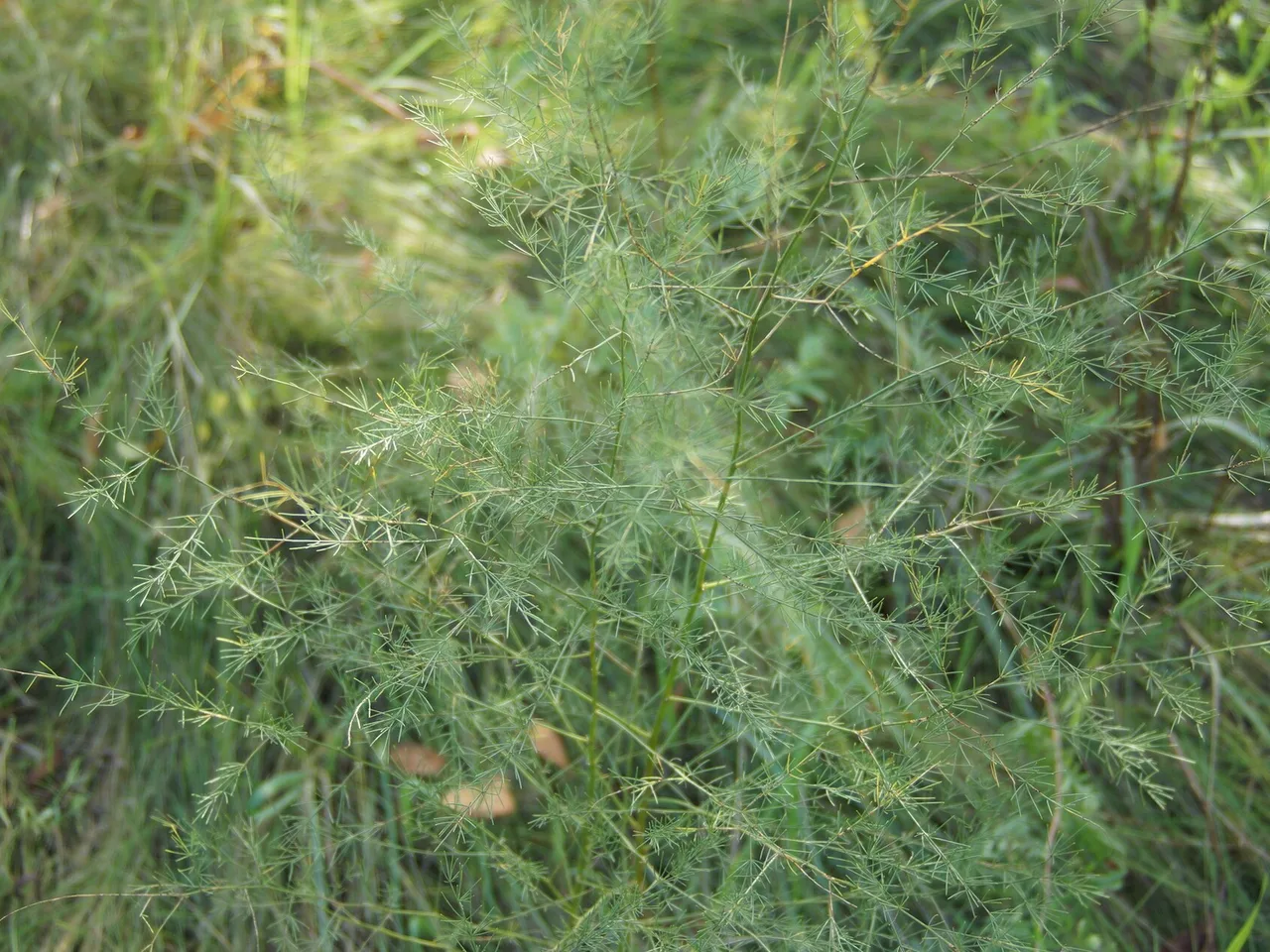 Asparagus (Asparagus officinalis)