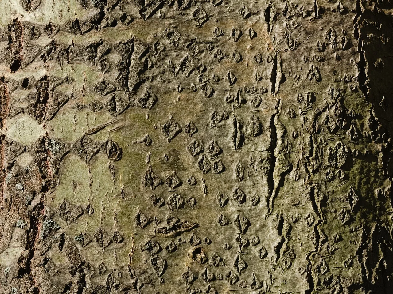 Aspen (Populus tremula)