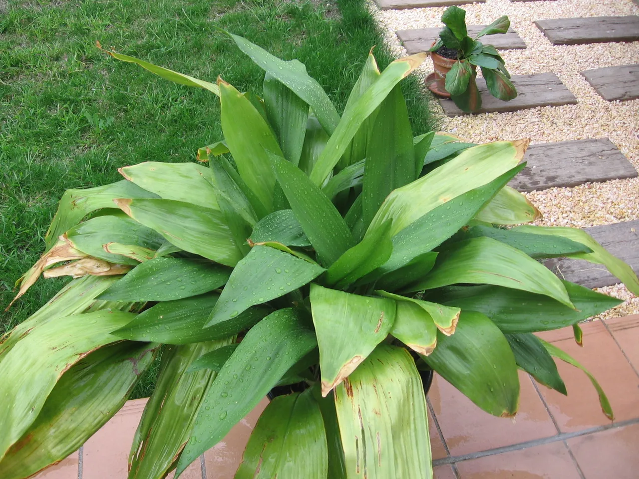 Cast Iron Plant (Aspidistra elatior)