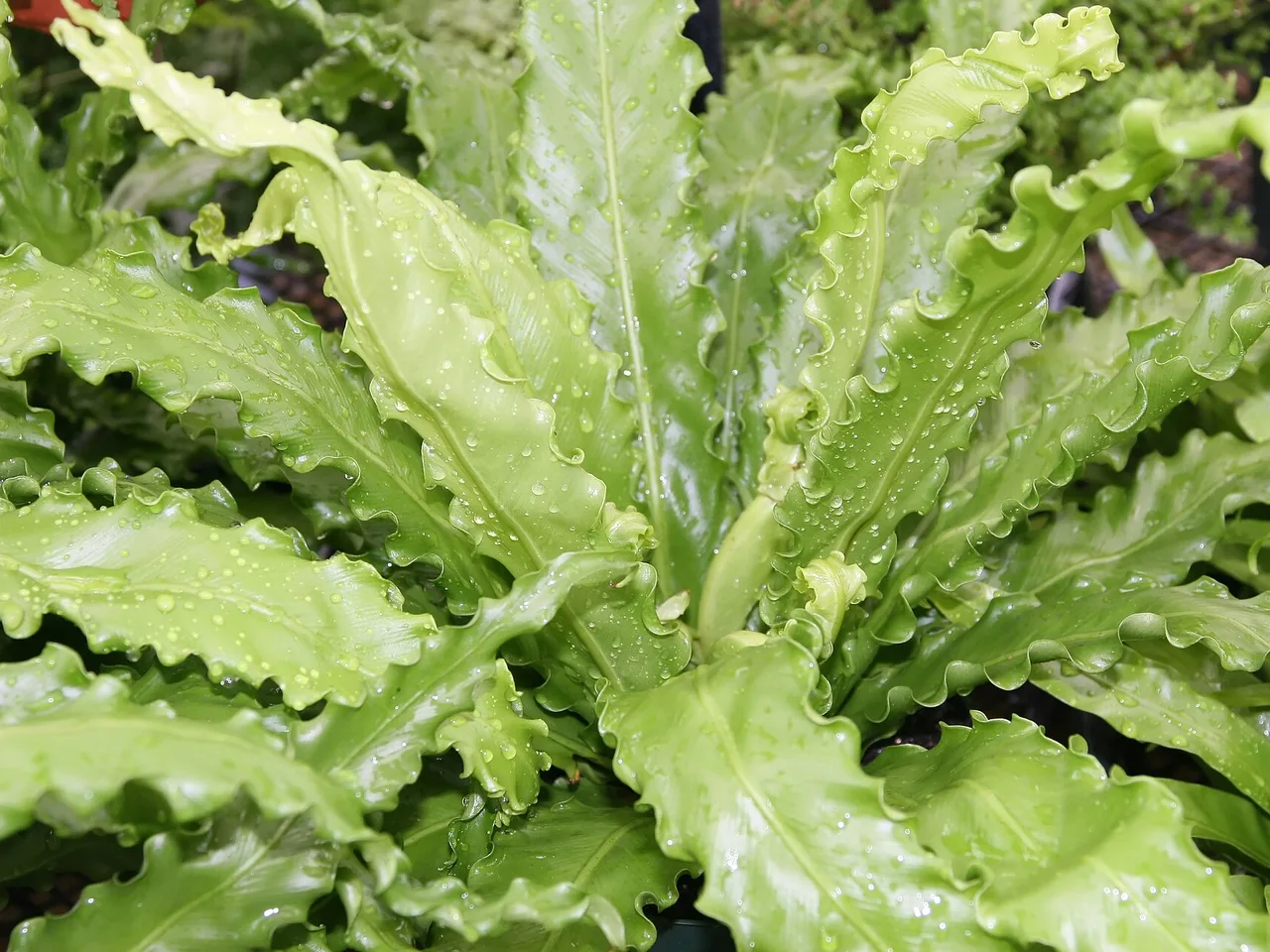 Birds Nest Fern (Asplenium nidus)