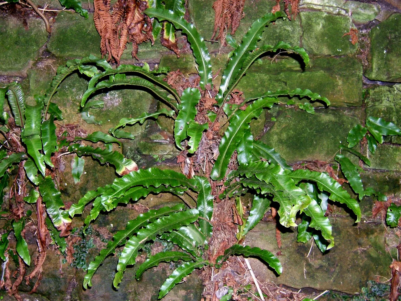 Harts Tongue Fern (Asplenium scolopendrium)