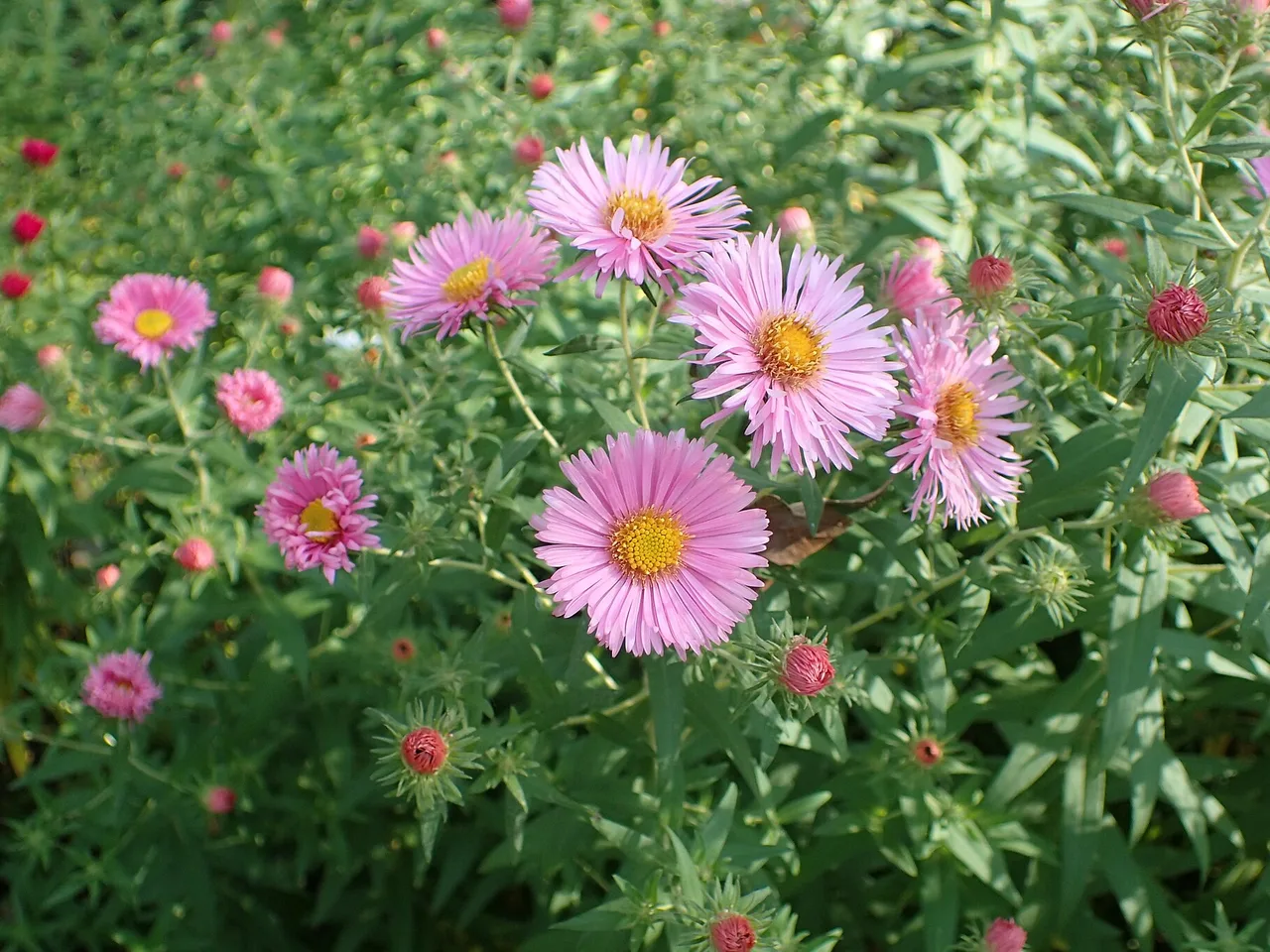 New England Aster (Symphyotrichum novae-angliae)