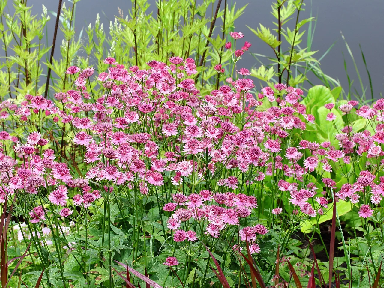 Masterwort (Astrantia major)