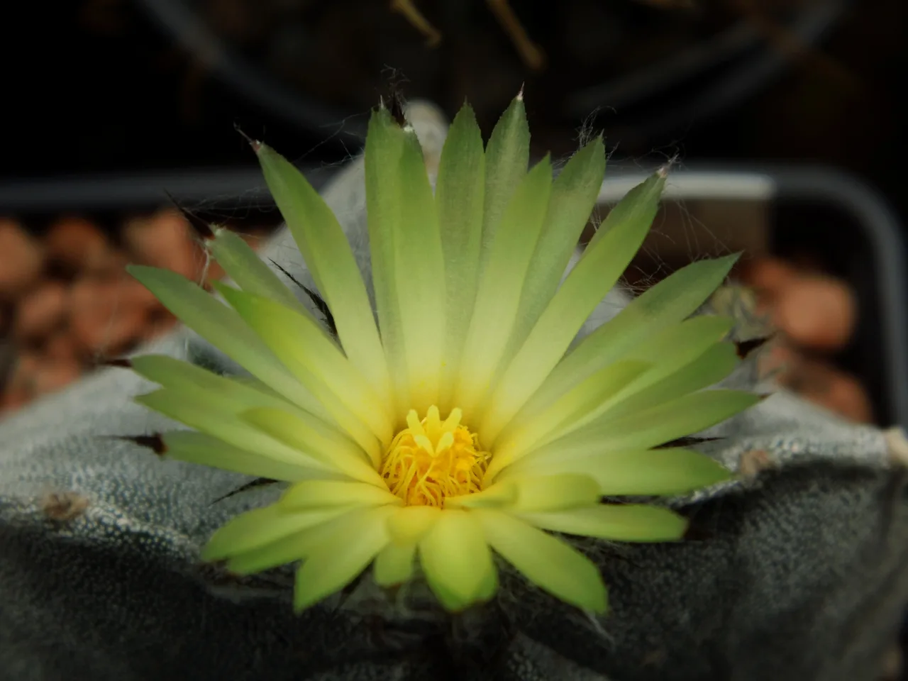 Bishops Cap Cactus (Astrophytum myriostigma)