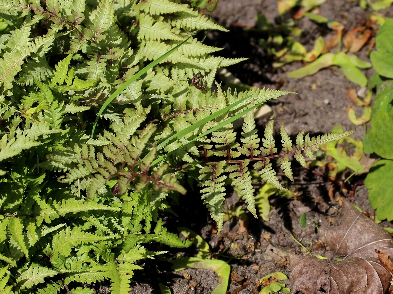 Japanese Painted Fern (Athyrium niponicum pictum)