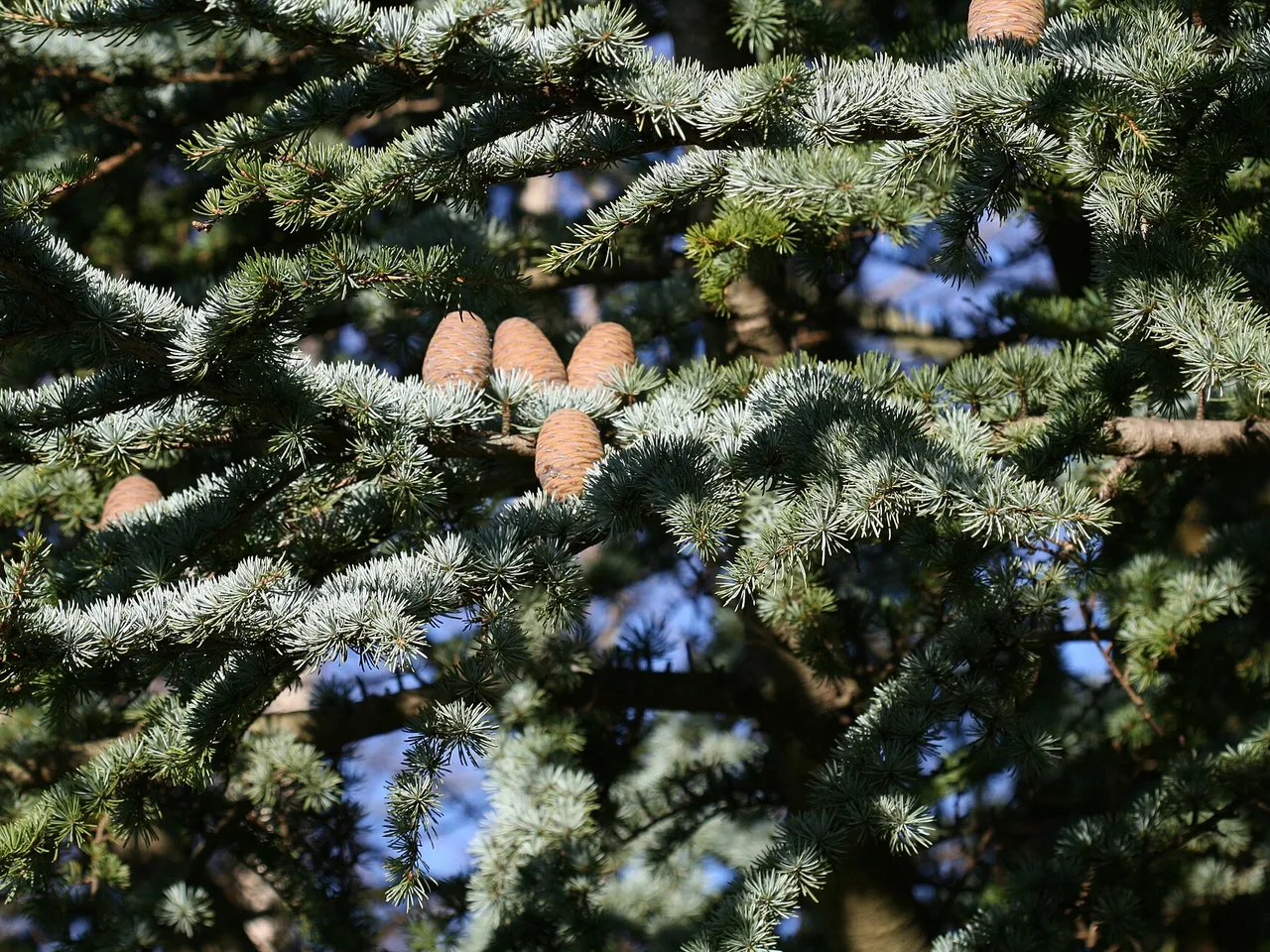 Blue Atlas Cedar (Cedrus atlantica Glauca)
